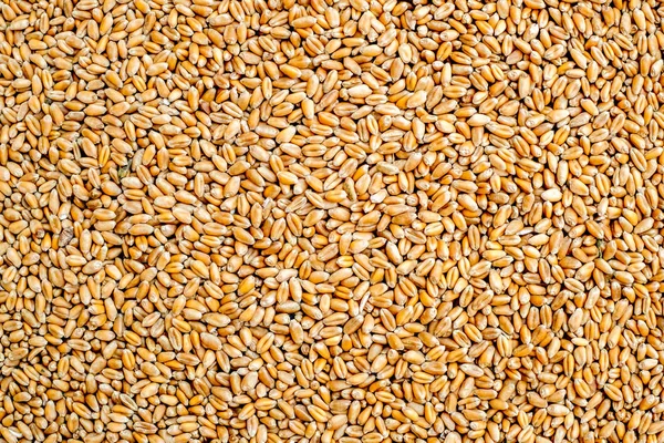 Buğday Tahıl Tarım Arka Plan Olarak Buğday Taneleri Doku Iyi — Stok fotoğraf