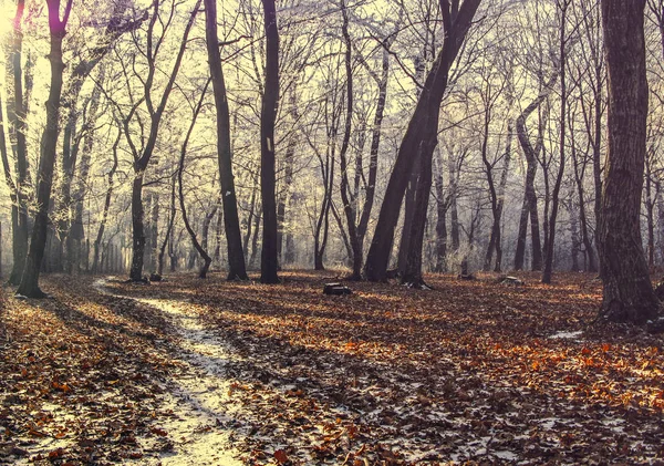 Wintermorgen Wald — Stockfoto