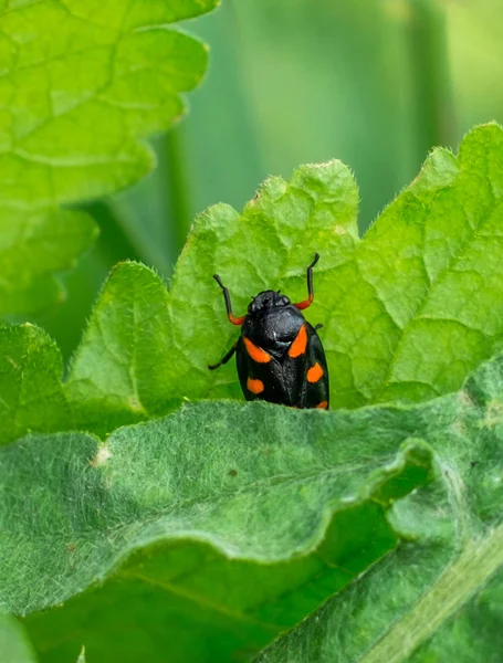 Escarabajo Una Hoja — Foto de Stock