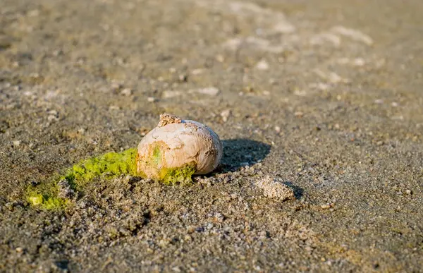 Ένα Κέλυφος Σαλιγκαριού Στην Παραλία Που Καλύπτεται Φύκια — Φωτογραφία Αρχείου
