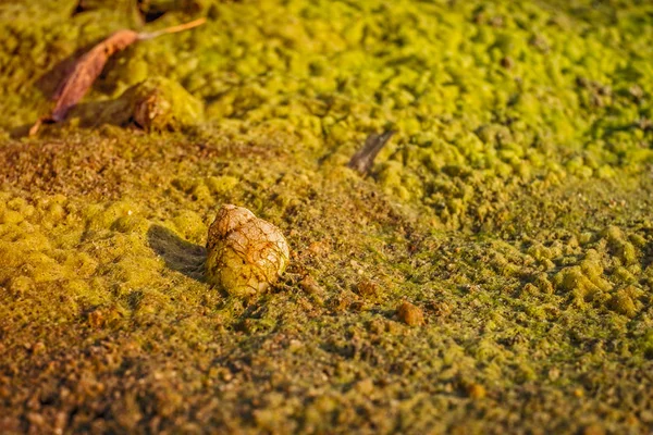 해변에 달팽이 조류도 — 스톡 사진
