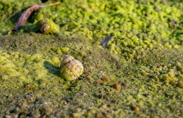 Una Concha Caracol Playa Cubierta Algas — Foto de Stock