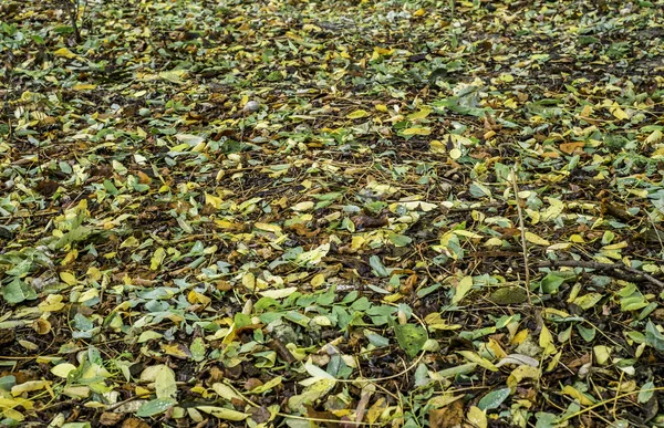Acacia Bladeren Grond — Stockfoto