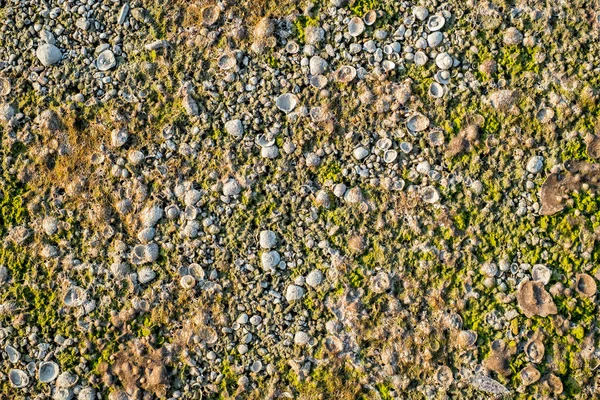 Nach Der Wasserentnahme Strand Muschel Schneckenhaus Algen — Stockfoto