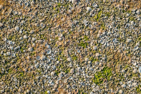 Nach Der Wasserentnahme Strand Muschel Schneckenhaus Algen — Stockfoto