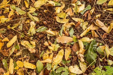 Sonbahar akasya yağmur sonra yere bırakır.