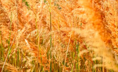 Kahverengi kuru ot kaynaklanıyor güzel yakın çekim