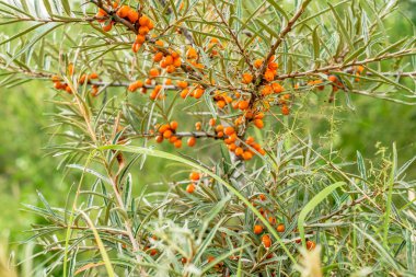 Seabuckthorn meyveleri doğadaki Şubesi