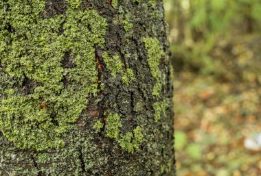 Kiraz ahşap kabuk yüzey dokusunu moss ile