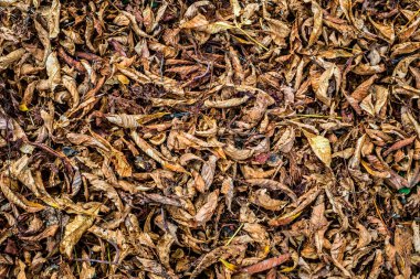 Kestane yaprak ve ot, üstten görünüm içinde kabuklar