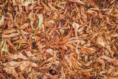 Kestane yaprak ve ot, üstten görünüm içinde kabuklar