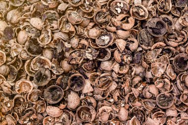 Kırık fındık küf, görünümü Kapat çürük