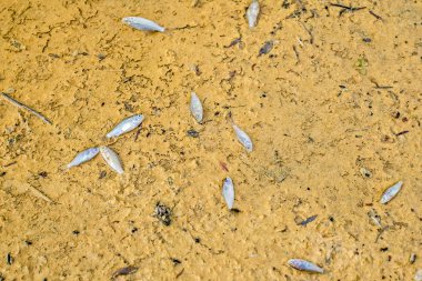 Sahilde ölü balık.