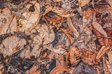 Orman toprağa kapsayan yaprakları kurutulur