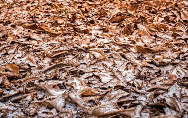 Outono Folhas Secas Neve Punho — Fotografia de Stock