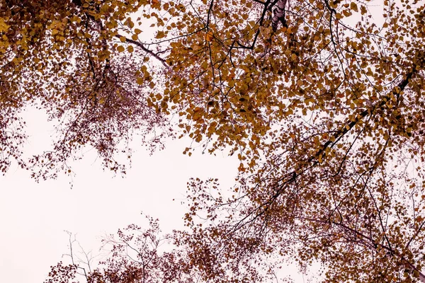 Sonbahar Orman Alt Görünümü Arka Plan Ağaç Ile Sonbahar Yaprak — Stok fotoğraf