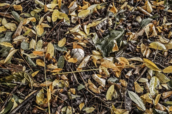 Autumn Scene Composition Acacia Leaves Snail Shell Ground — Stock Photo, Image