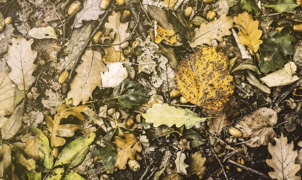 호두와 마른가 바닥에 나뭇잎 — 스톡 사진