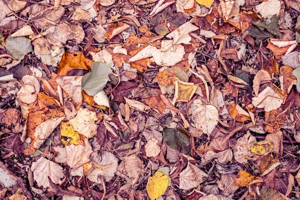 Foglie Faggio Caduta Multicolore Autunnale Terra Durante Stagione Autunnale Vista — Foto Stock