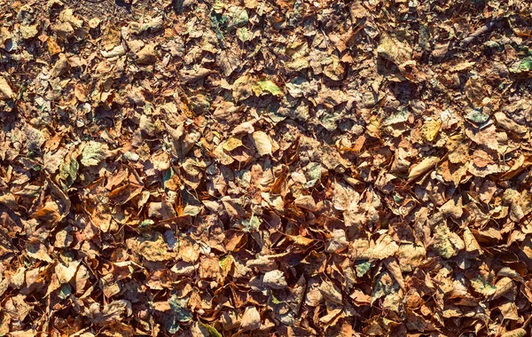 Letto Foglie Autunnali Cadute Terra Nel Parco Vista Dall Alto — Foto Stock