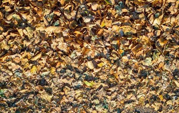 Cama Folhas Outonais Caídas Vista Superior Chão — Fotografia de Stock