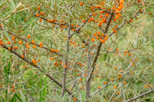 Seabuckthorn Bogyók Természetben Ága — Stock Fotó