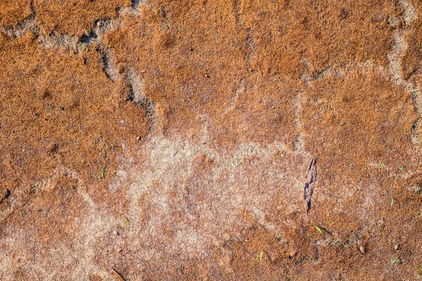 Сушеные Водоросли Песчаном Пляже Абстрактный Фон — стоковое фото