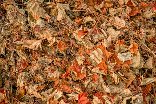 Dried leaves covering the ground in the forest
