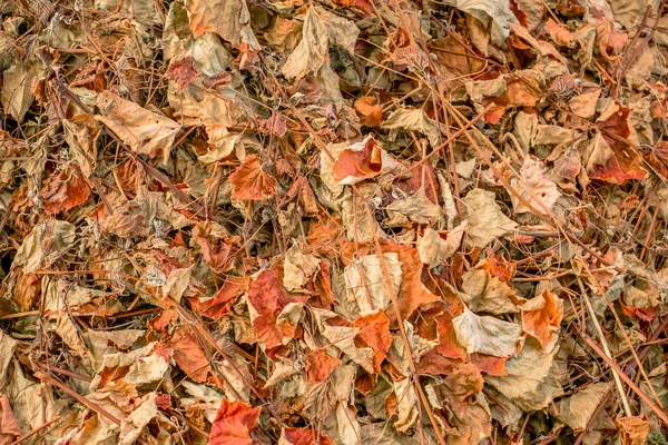 Αποξηραμένα Φύλλα Που Καλύπτουν Έδαφος Στο Δάσος — Φωτογραφία Αρχείου