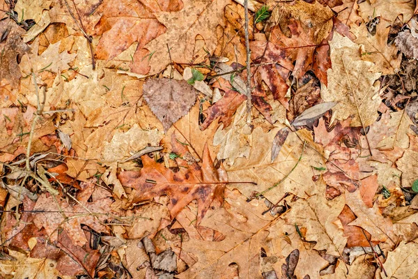 Gedroogde Bladeren Die Betrekking Hebben Grond Het Bos — Stockfoto