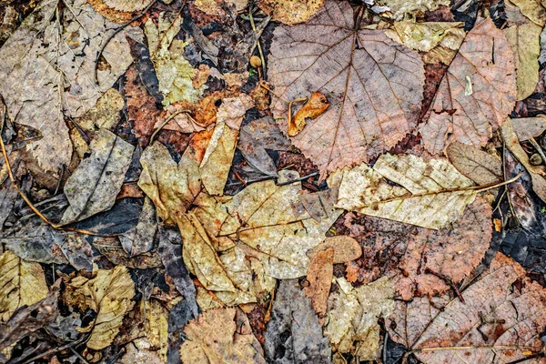 Folhas Secas Cobrindo Solo Floresta — Fotografia de Stock