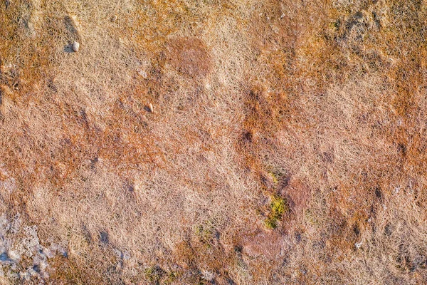 Αποξηραμένα Φύκια Στην Άμμο Παραλία Αφηρημένα Φόντο — Φωτογραφία Αρχείου