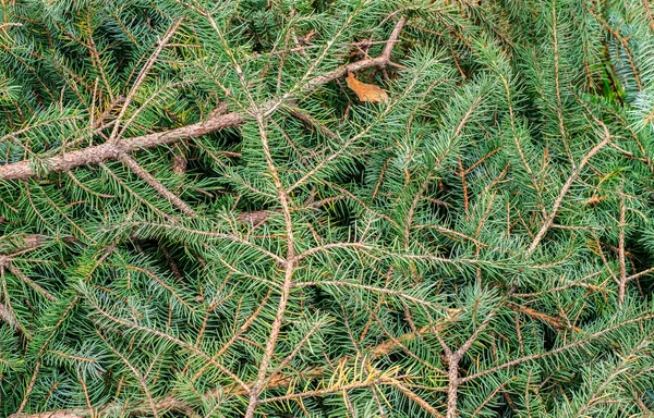 Branches Pine Trees Background Royalty Free Stock Images