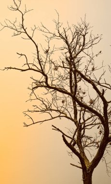Kuru ağaç dalı siluet bulutlu gökyüzü arka plan üzerinde.