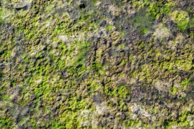 Yeşil ve kurutulmuş yosun kapsar kum plaj, üstten görünüm