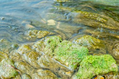 Akıntı tarafından çekilen yeşil yosunlar
