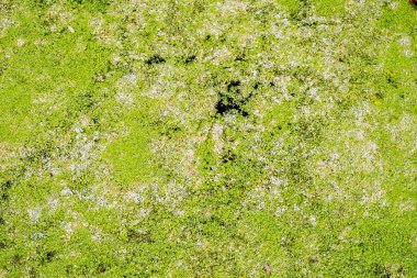 Yeşil duckweed kapağı su görünümü Kapat