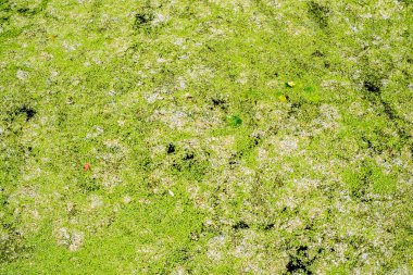 Yeşil duckweed su, görünümü Kapat