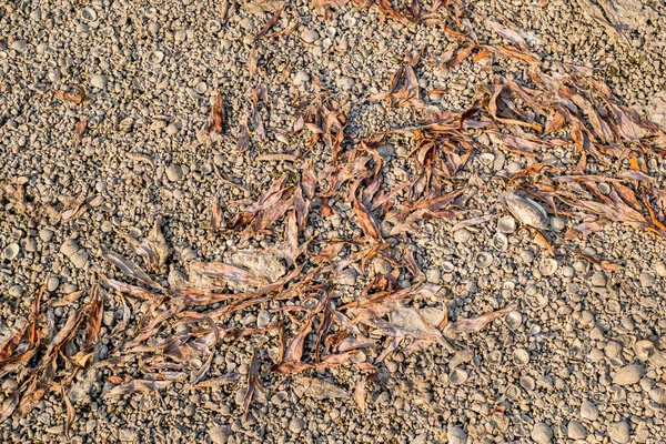 Feuilles Sèches Sur Plage — Photo