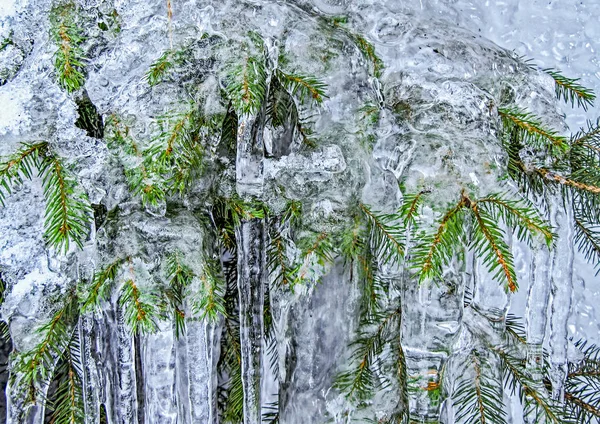Пальмовые Ветви Пойманные Льду — стоковое фото