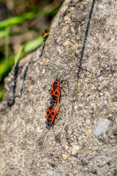 Firebugs Pyrrhocoridae Romance Primavera Las Rocas — Foto de Stock