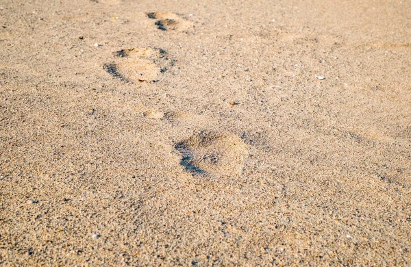 Empreintes Pas Dans Sable Sur Plage — Photo