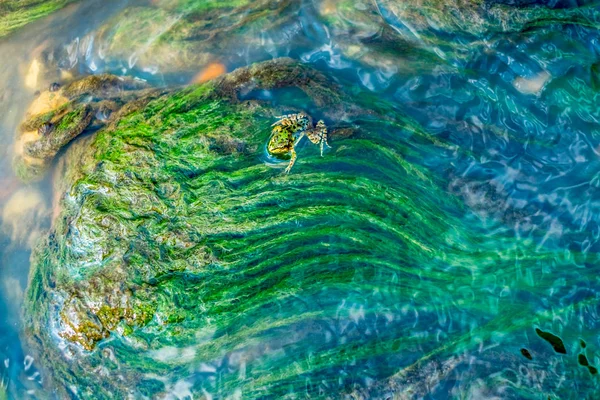 Yeşil Algler Kurbağa Akışı Tarafından Çizilmiş Altında — Stok fotoğraf