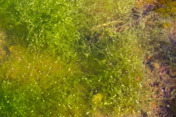 Algas Verdes Agua — Foto de Stock