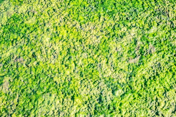 Зеленые Сушеные Водоросли Покрывают Песок Пляже Вид Сверху — стоковое фото