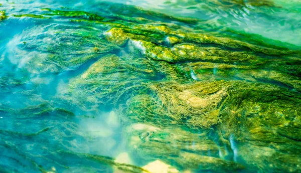 蓝水下的绿藻流 — 图库照片