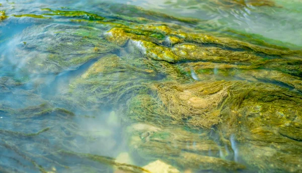 Зеленые Водоросли Водой Черпаемые Ручьем — стоковое фото