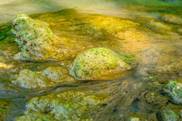 用溪流在水里画的绿藻 — 图库照片