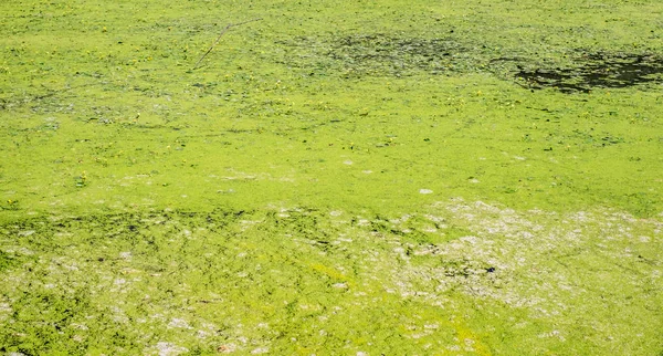 Grüner Wasserlinsenkraut Wasser Nahsicht — Stockfoto