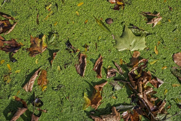 Grüner Wasserlinsen Wasser Mit Trockenen Blättern Ansicht Von Oben — Stockfoto